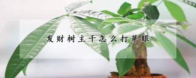 發(fā)財樹主干怎么打芽眼