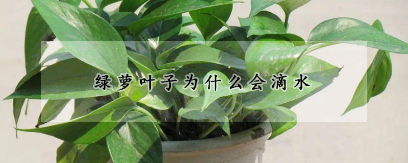 綠蘿葉子為什么會(huì)滴水