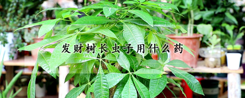 發(fā)財樹長蟲子用什么藥