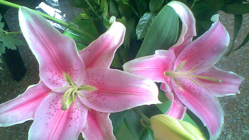 百合花長什么樣