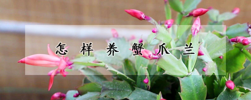 怎樣養(yǎng)蟹爪蘭
