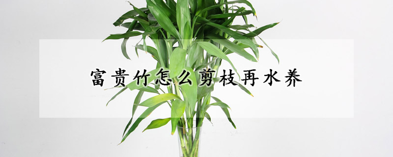 富貴竹怎么剪枝再水養(yǎng)