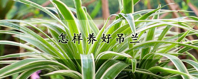 怎樣養(yǎng)好吊蘭