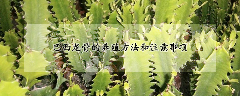 巴西龍骨的養(yǎng)殖方法和注意事項