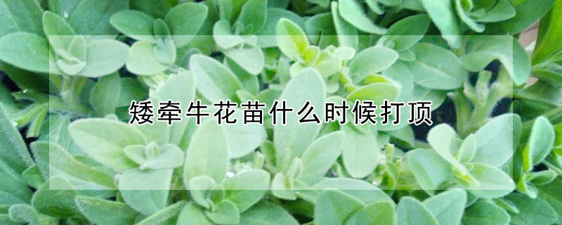 矮牽?；缡裁磿r(shí)候打頂