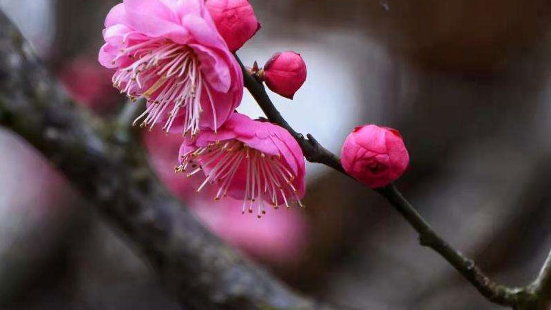紅梅花的養(yǎng)殖方法和注意事項