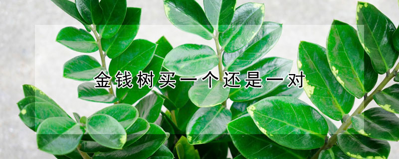 金錢樹買一個(gè)還是一對(duì)