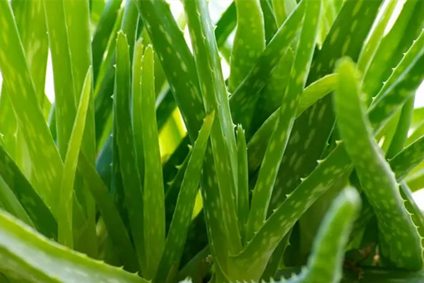 蘆薈的種植與栽培技術(shù)
