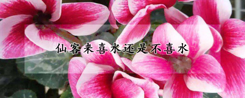 仙客來(lái)喜水還是不喜水