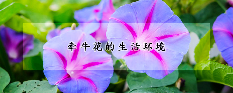 牽?；ǖ纳瞽h(huán)境