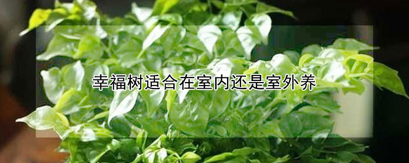 幸福樹適合在室內(nèi)還是室外養(yǎng)