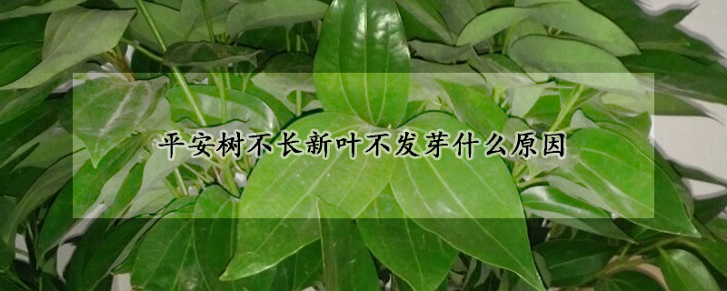 平安樹不長(zhǎng)新葉不發(fā)芽什么原因