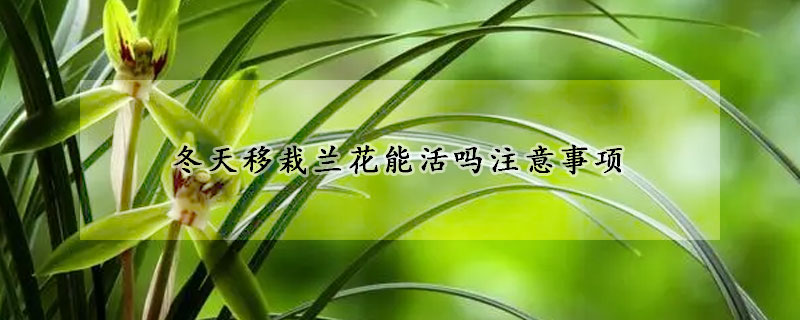 冬天移栽蘭花能活嗎注意事項(xiàng)