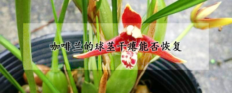咖啡蘭的球莖干癟能否恢復(fù)