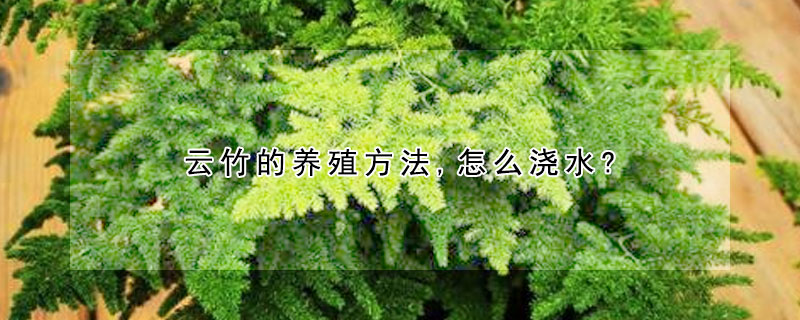 云竹的養(yǎng)殖方法,怎么澆水?