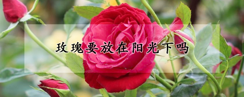 玫瑰要放在陽(yáng)光下嗎