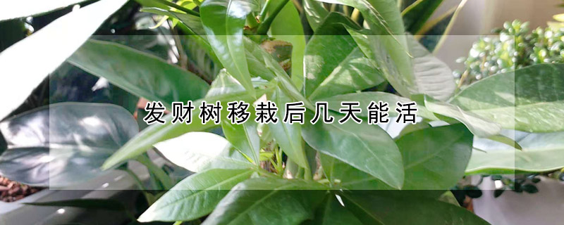發(fā)財樹移栽后幾天能活