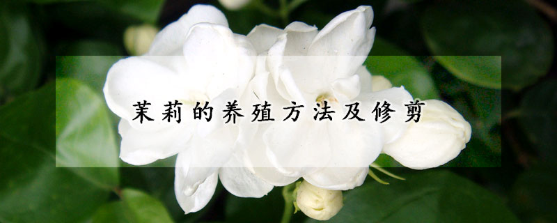 茉莉的養(yǎng)殖方法及修剪