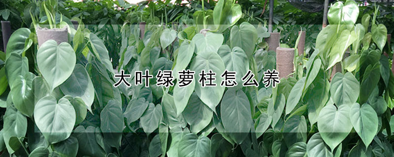 大葉綠蘿柱怎么養(yǎng)