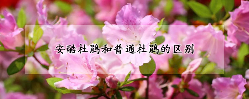 安酷杜鵑和普通杜鵑的區(qū)別
