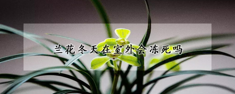 蘭花冬天在室外會(huì)凍死嗎