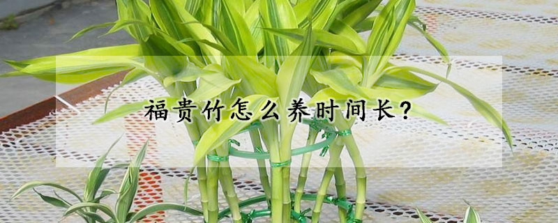 福貴竹怎么養(yǎng)時(shí)間長(zhǎng)?