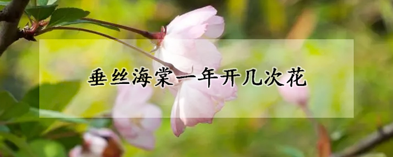 垂絲海棠一年開(kāi)幾次花
