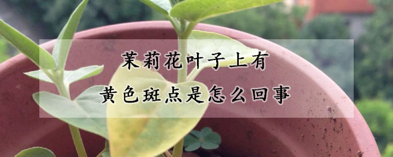 茉莉花葉子上有黃色斑點(diǎn)是怎么回事