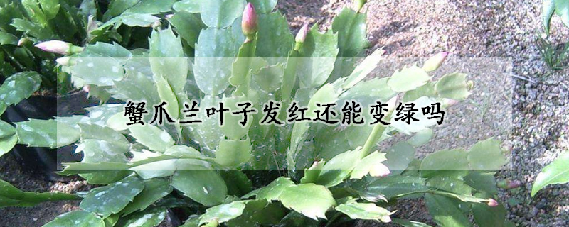 蟹爪蘭葉子發(fā)紅還能變綠嗎