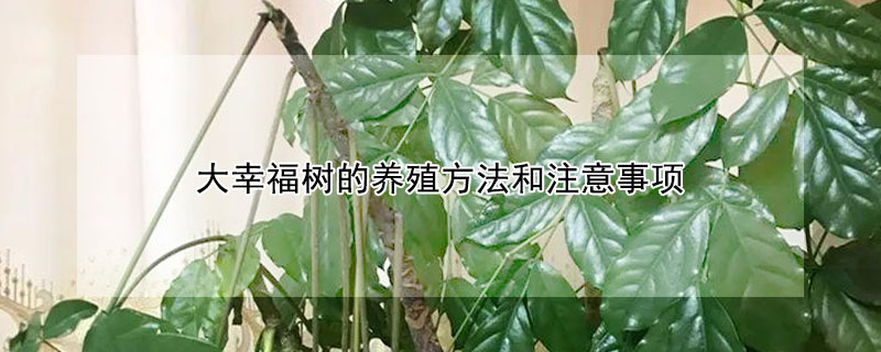 大幸福樹(shù)的養(yǎng)殖方法和注意事項(xiàng)