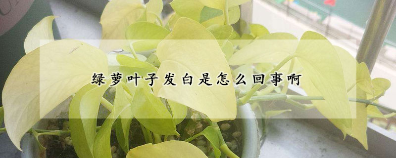 綠蘿葉子發(fā)白是怎么回事啊