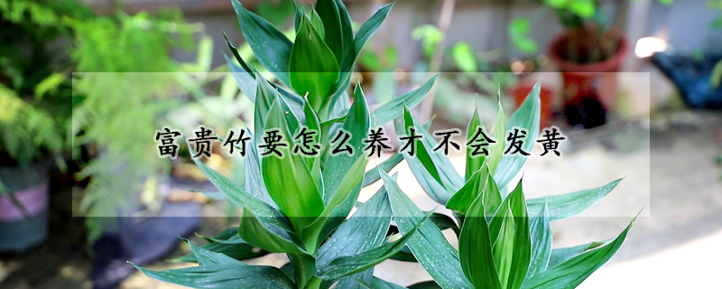 富貴竹要怎么養(yǎng)才不會發(fā)黃