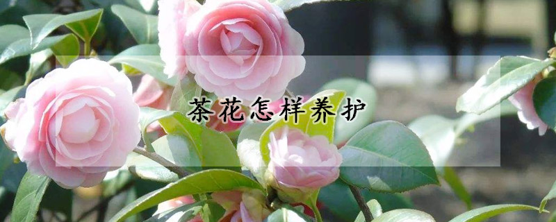 茶花怎樣養(yǎng)護(hù)