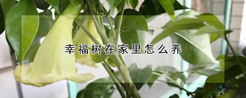 幸福樹(shù)在家里怎么養(yǎng)