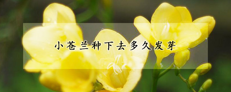 小蒼蘭種下去多久發(fā)芽