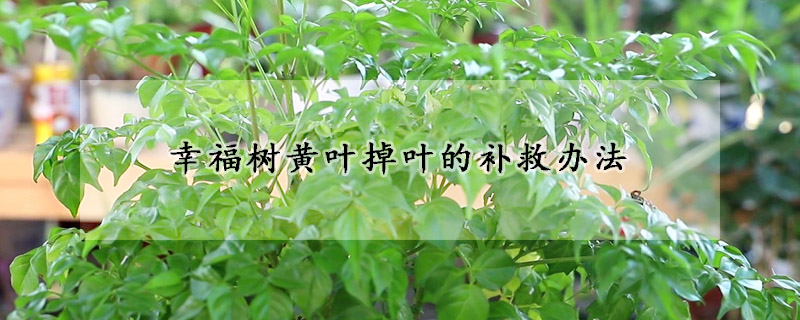 幸福樹黃葉掉葉的補(bǔ)救辦法