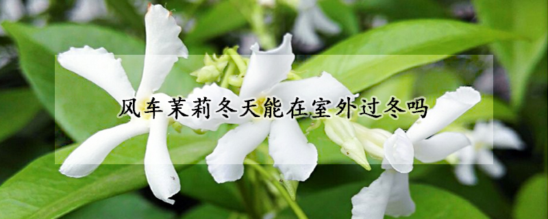 風(fēng)車(chē)茉莉冬天能在室外過(guò)冬嗎