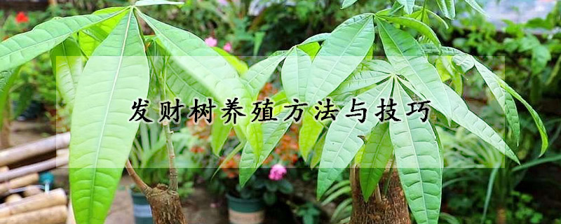 發(fā)財(cái)樹養(yǎng)殖方法與技巧