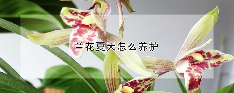 蘭花夏天怎么養(yǎng)護(hù)