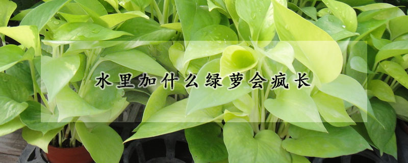 水里加什么綠蘿會瘋長