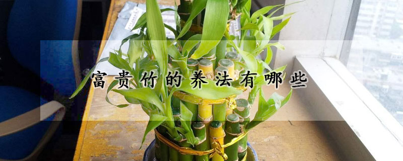 富貴竹的養(yǎng)法有哪些