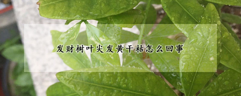 發(fā)財樹葉尖發(fā)黃干枯怎么回事