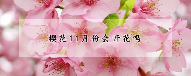 櫻花11月份會(huì)開(kāi)花嗎