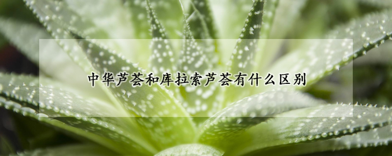 中華蘆薈和庫拉索蘆薈有什么區(qū)別