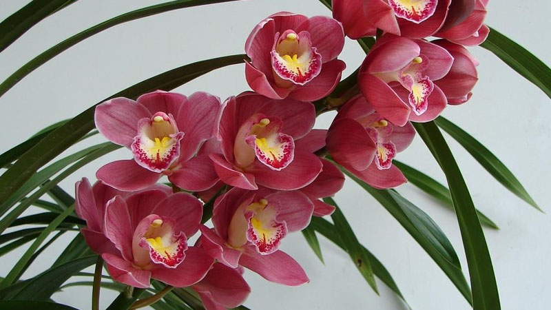 大蕙蘭花養(yǎng)殖方法