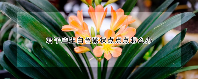 君子蘭生白色絮狀點(diǎn)點(diǎn)點(diǎn)怎么辦