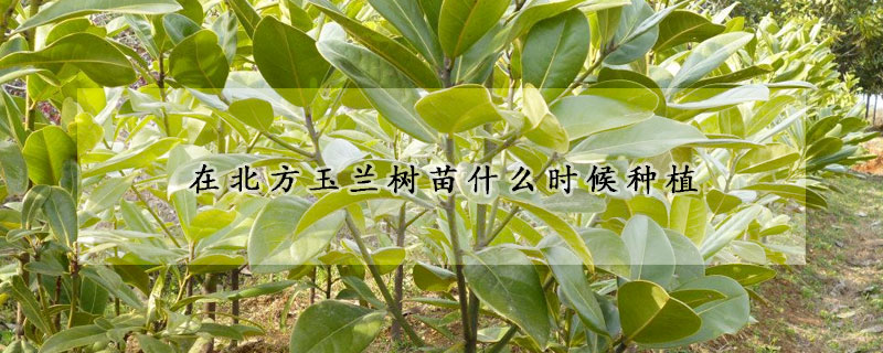 在北方玉蘭樹苗什么時(shí)候種植