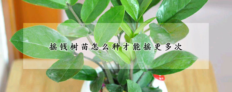 搖錢樹(shù)苗怎么種才能搖更多次