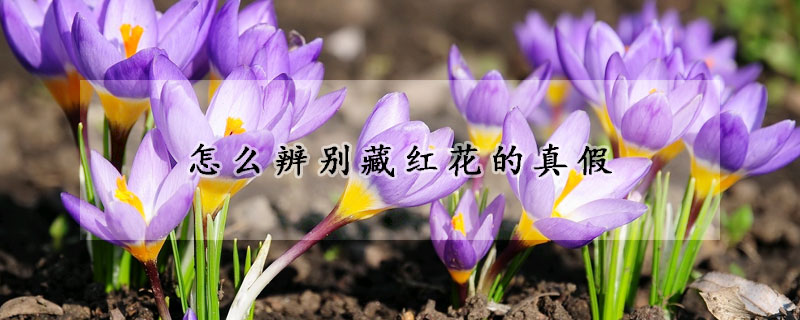怎么辨別藏紅花的真假