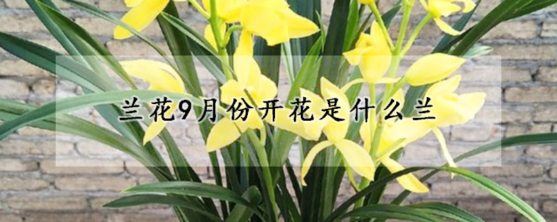 蘭花9月份開(kāi)花是什么蘭